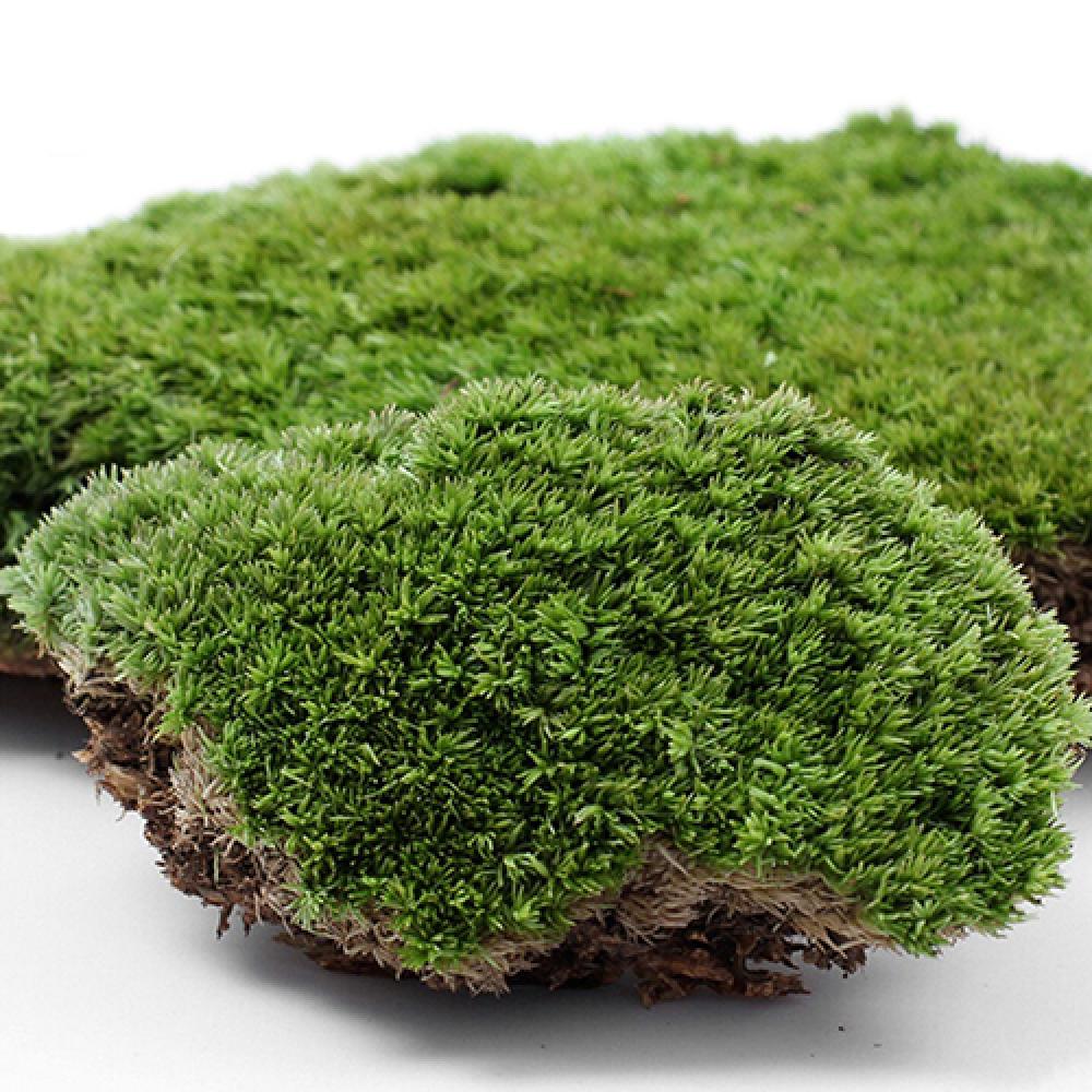 Terrarium Moss Art - หญ้าเทียมสีเขียวมอสพืชตกแต่งบ้านขนาดเล็กสำหรับงานเลี้ยงตกแต่งงานเลี้ยง