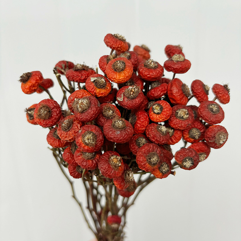 ดอกกุหลาบฮิปแห้ง 10 ชิ้น/ช่อ ด - Dried Flower Bulk บทวิจารณ์และราคา