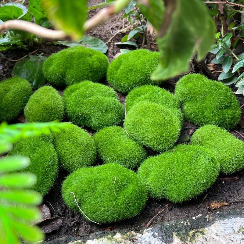 หินมอสจำลอง 5/30 ชิ้น หินมอสปร - Terrarium Moss Art บทวิจารณ์และราคา