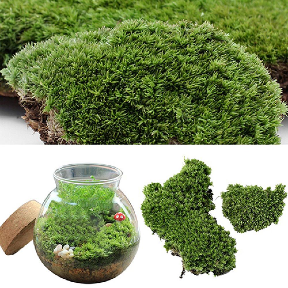 หญ้าเทียมสีเขียวมอสพืชตกแต่งบ้ - Terrarium Moss Art บทวิจารณ์และราคา