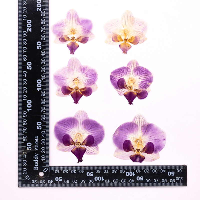 ดอกกล้วยไม้ฟาแลนนอปซิสแห้งอัด  - Dried Flower Bulk บทวิจารณ์และราคา