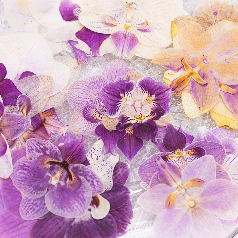 ดอกกล้วยไม้ฟาแลนนอปซิสแห้งอัด  - Dried Flower Bulk บทวิจารณ์และราคา