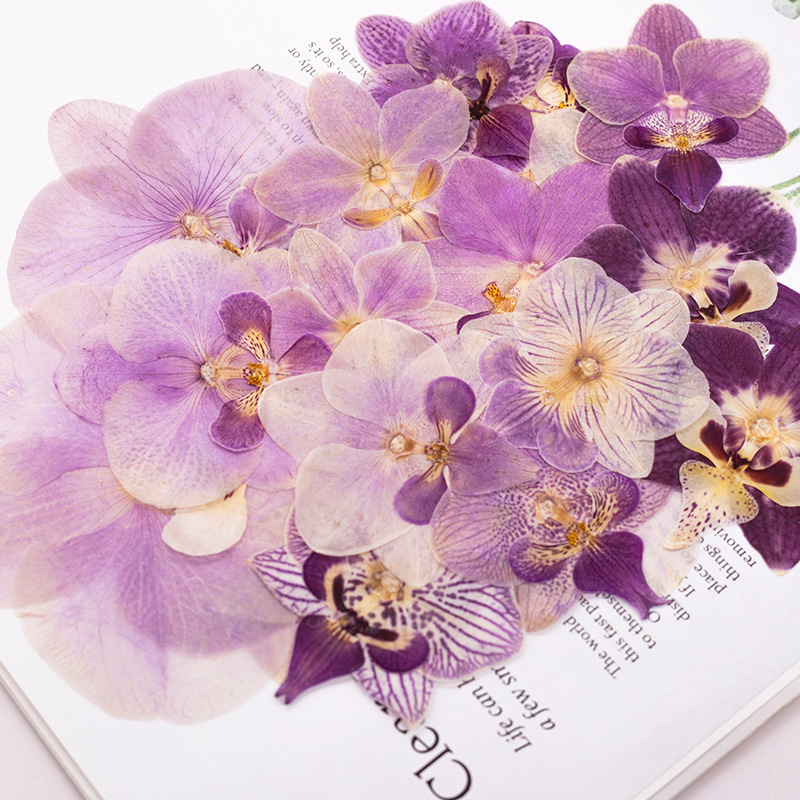 ดอกกล้วยไม้ฟาแลนนอปซิสแห้งอัด  - Dried Flower Bulk บทวิจารณ์และราคา