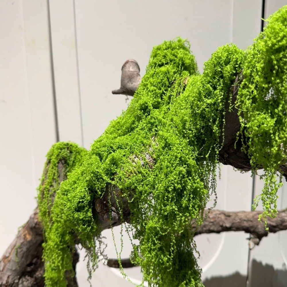 มอสเทียมโพลีเอสเตอร์สำหรับงาน  - Terrarium Moss Art บทวิจารณ์และราคา